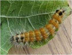hairy caterpillar hn